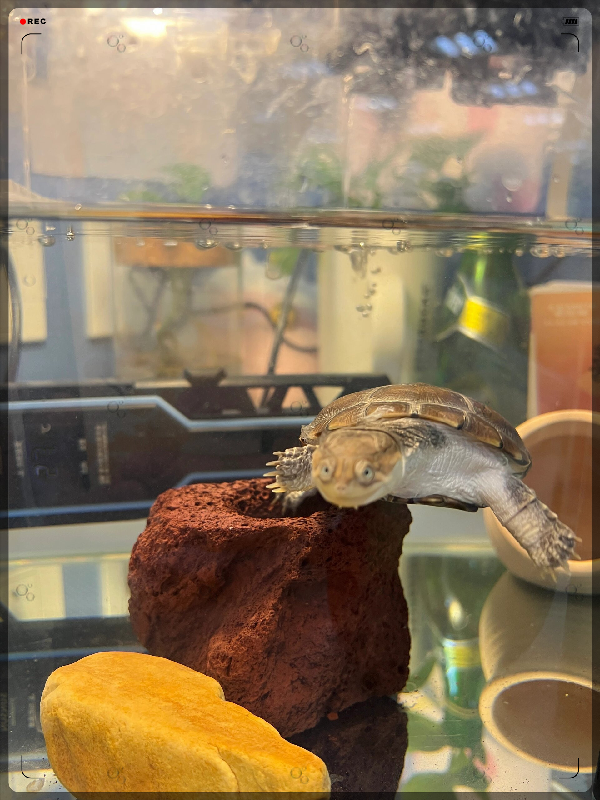 探秘动物世界  沼泽侧颈龟,一种神秘而迷人的生物.