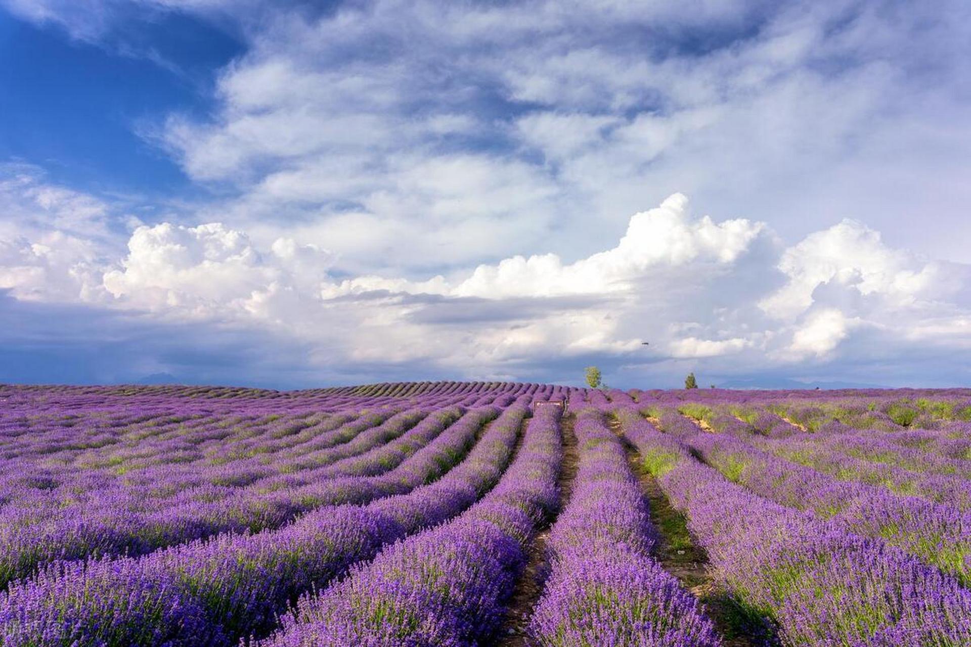 夏天的伊犁是一年中最美的季节,每年的6月天山脚下伊犁河谷的薰衣葺