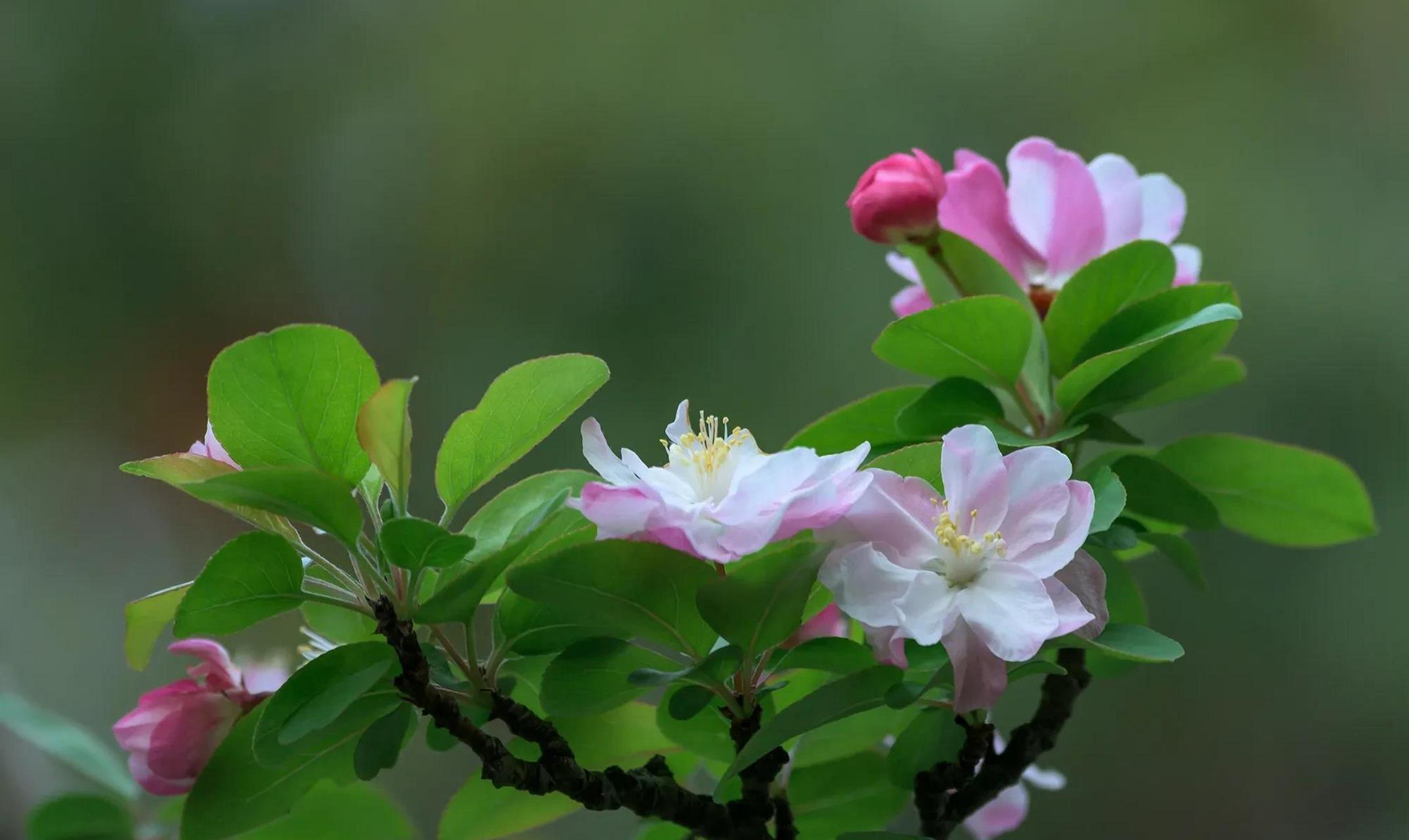 北京西府海棠开花图片图片