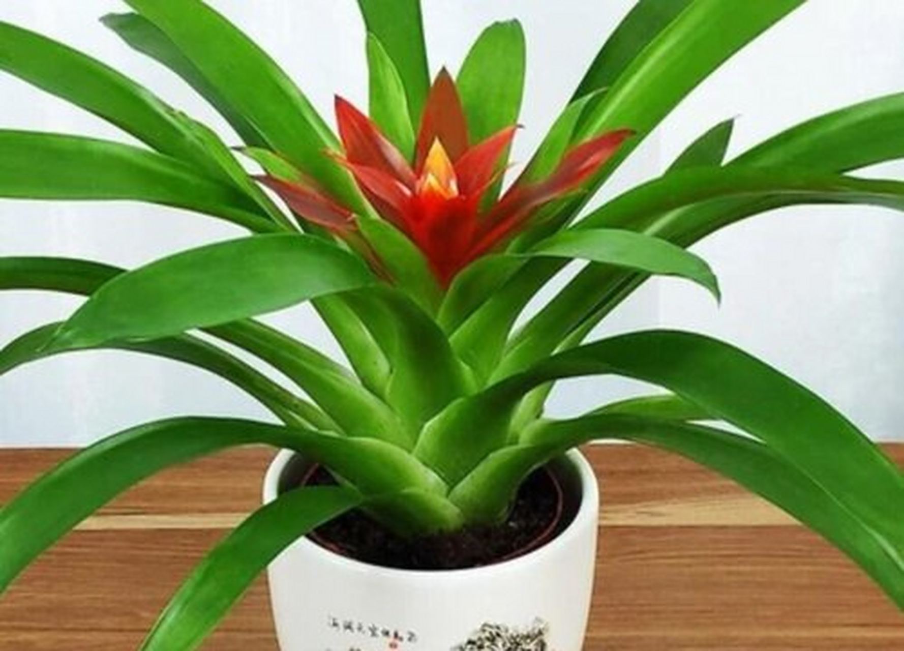 别担心,小编今天给大家介绍的盆栽——水塔花,绝对是最适合家庭养殖的