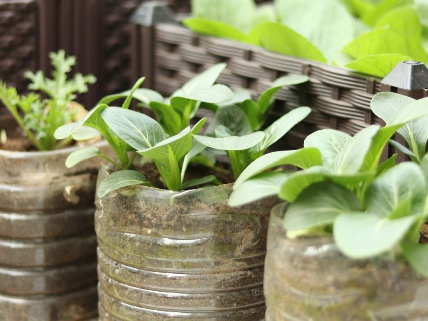 南京一位阿姨,坚持用矿泉水瓶"种菜",直接在阳台上开发了一片菜园子