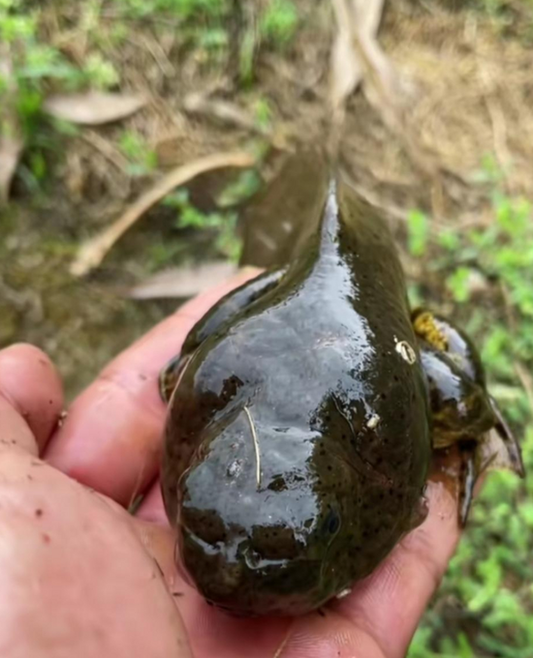 这是不是巨型大蝌蚪,看着真给力