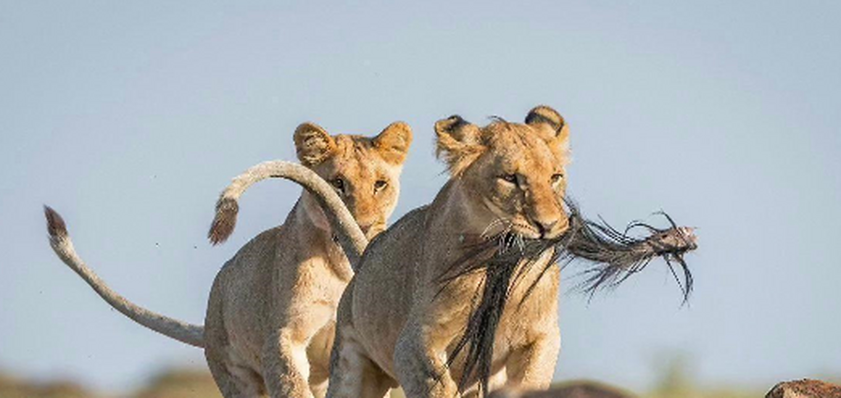 嘴里叼的是马尾巴嘛?
