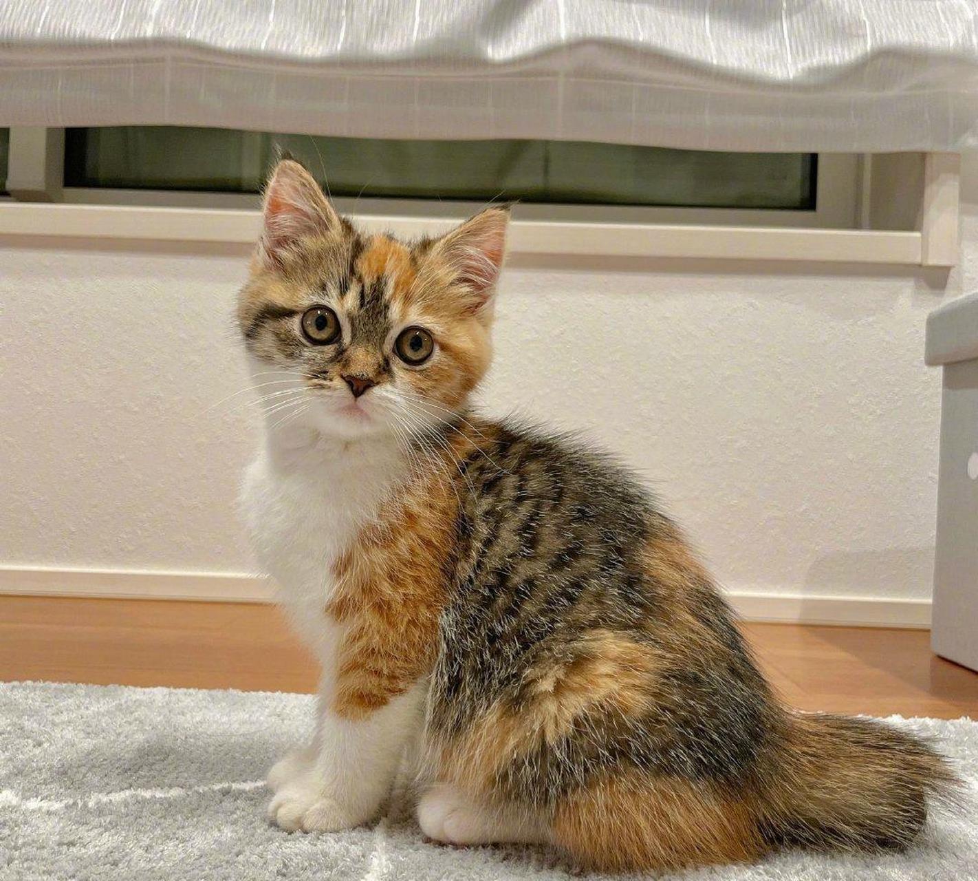 [色]中华田园猫yyds!