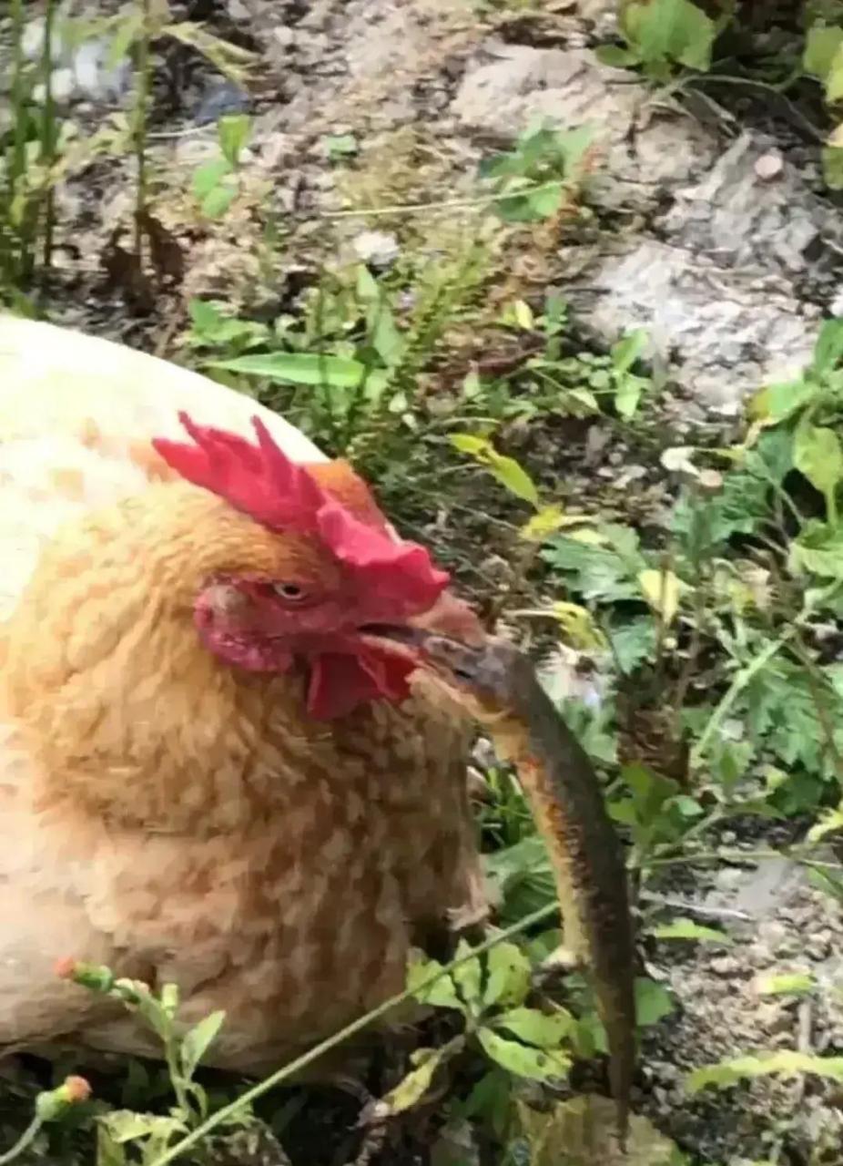 网友:石龙子大战大母鸡,石龙子跟鸡都是吃蜈蚣的,当然鸡也能吃石龙子.