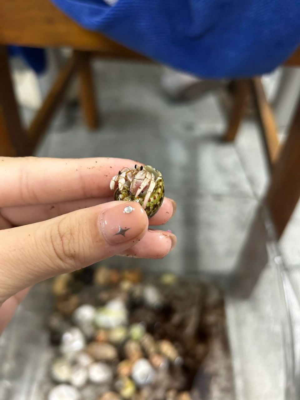 草莓寄居蟹  草莓寄居蟹是一种生活在热带和亚热带海域的节肢动物