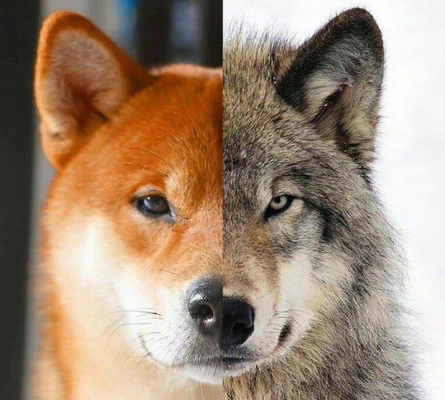 热知识:与狼的基因最接近的犬种是柴犬,别再冤枉二哈啦