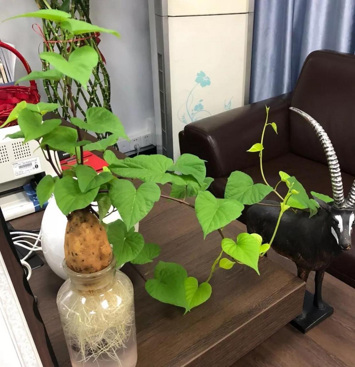 红薯盆栽小技巧 盆栽或者水培红薯也很简单,只要把菜市场买来的红薯