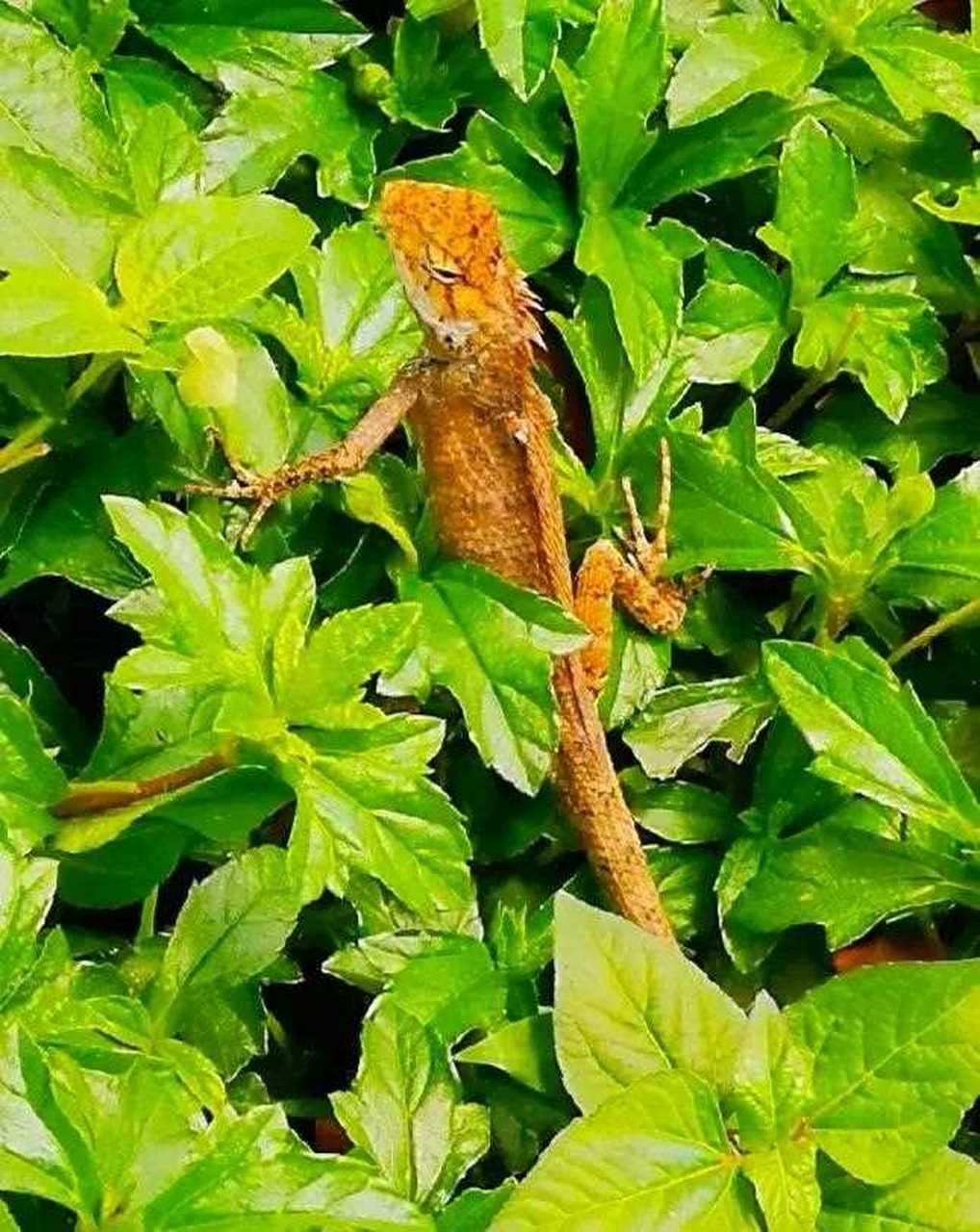 今天在白云山上的绿化带中发现一条变色树蜥.