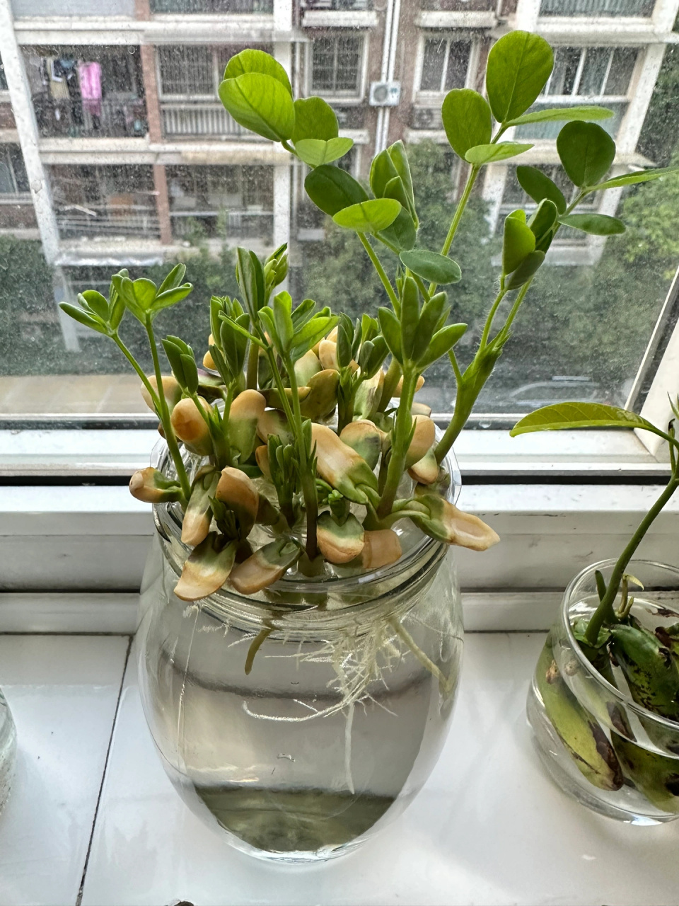 水培花生教程来啦  简单耐养的花生来啦,主图是我水培的第二批花生