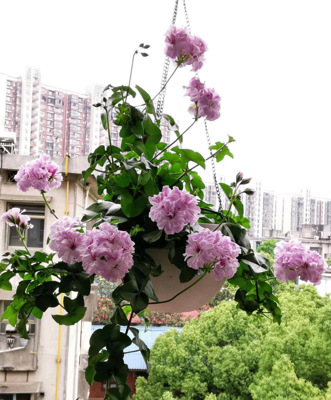 喜欢天竺葵的朋友,可以养一盆"吉普赛女郎",一款非常优秀的垂吊天竺葵