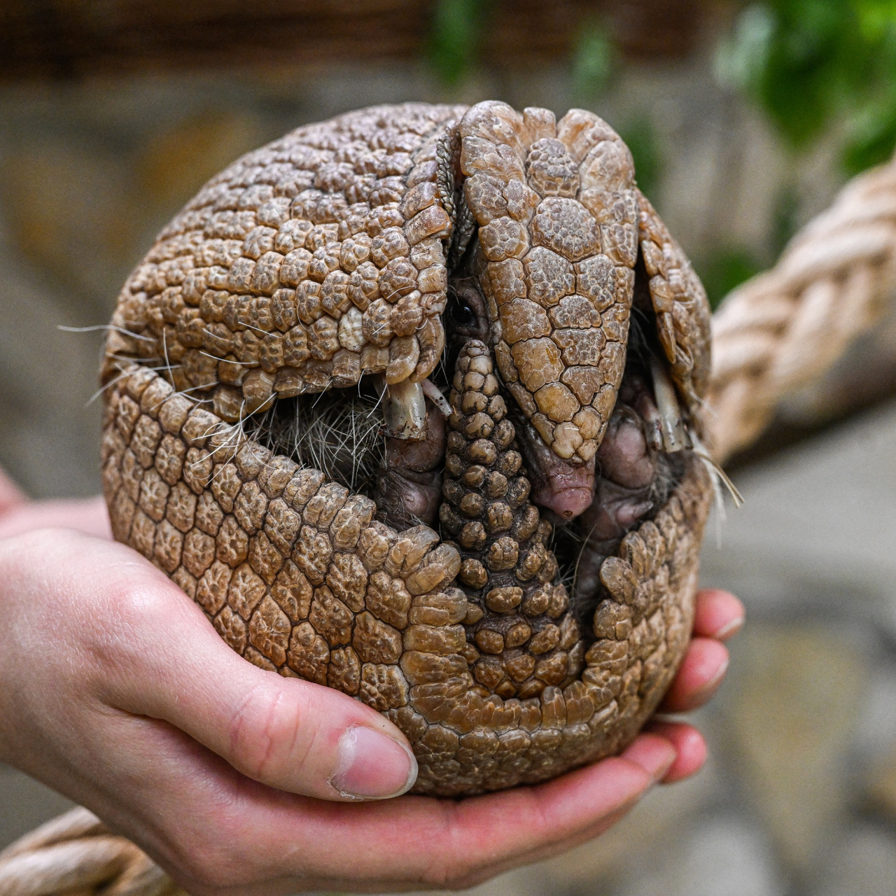 波兰动物园新生犰狳 波兰弗罗茨瓦夫动物园,工作人员展示一只刚出生不