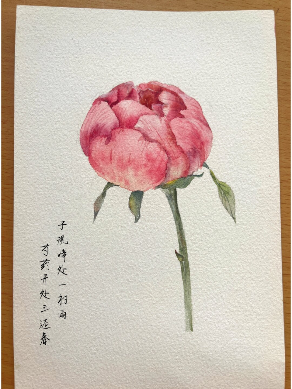 芍药花,被誉为"花中之王",以其绚烂的花朵和优雅