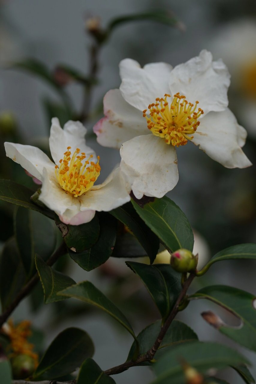 油茶花图片大全大图图片