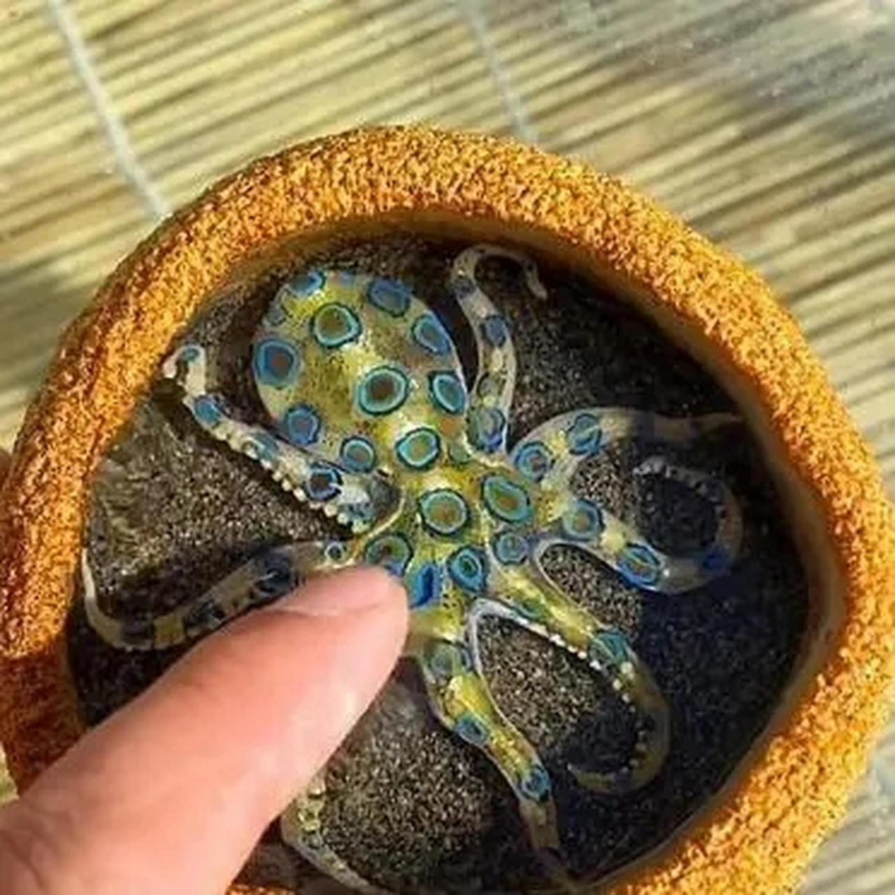 养了一只蓝环章鱼,我有什么要注意的吗