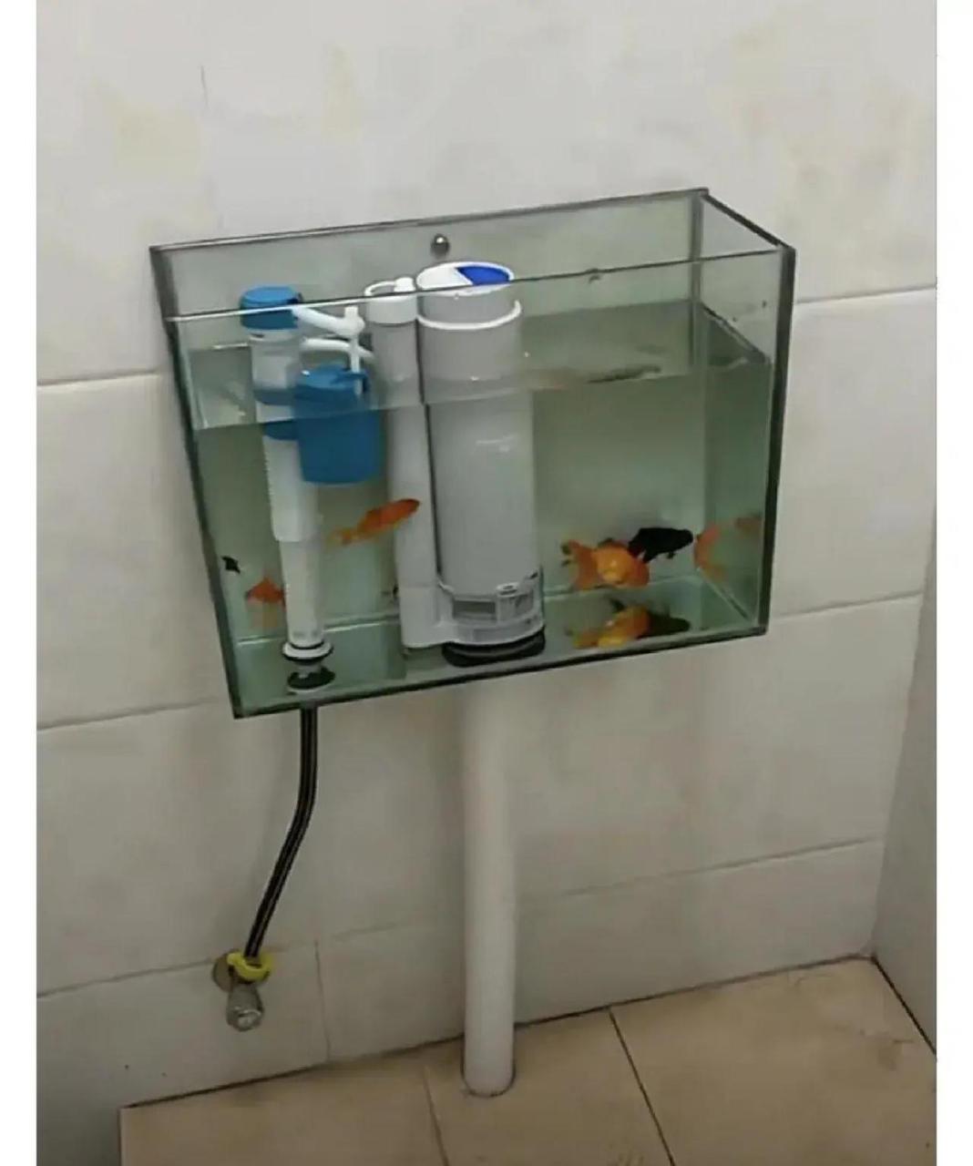 利用冲水箱的水养鱼 1,每冲一次水,就换一次水, 2,观赏性非常高.