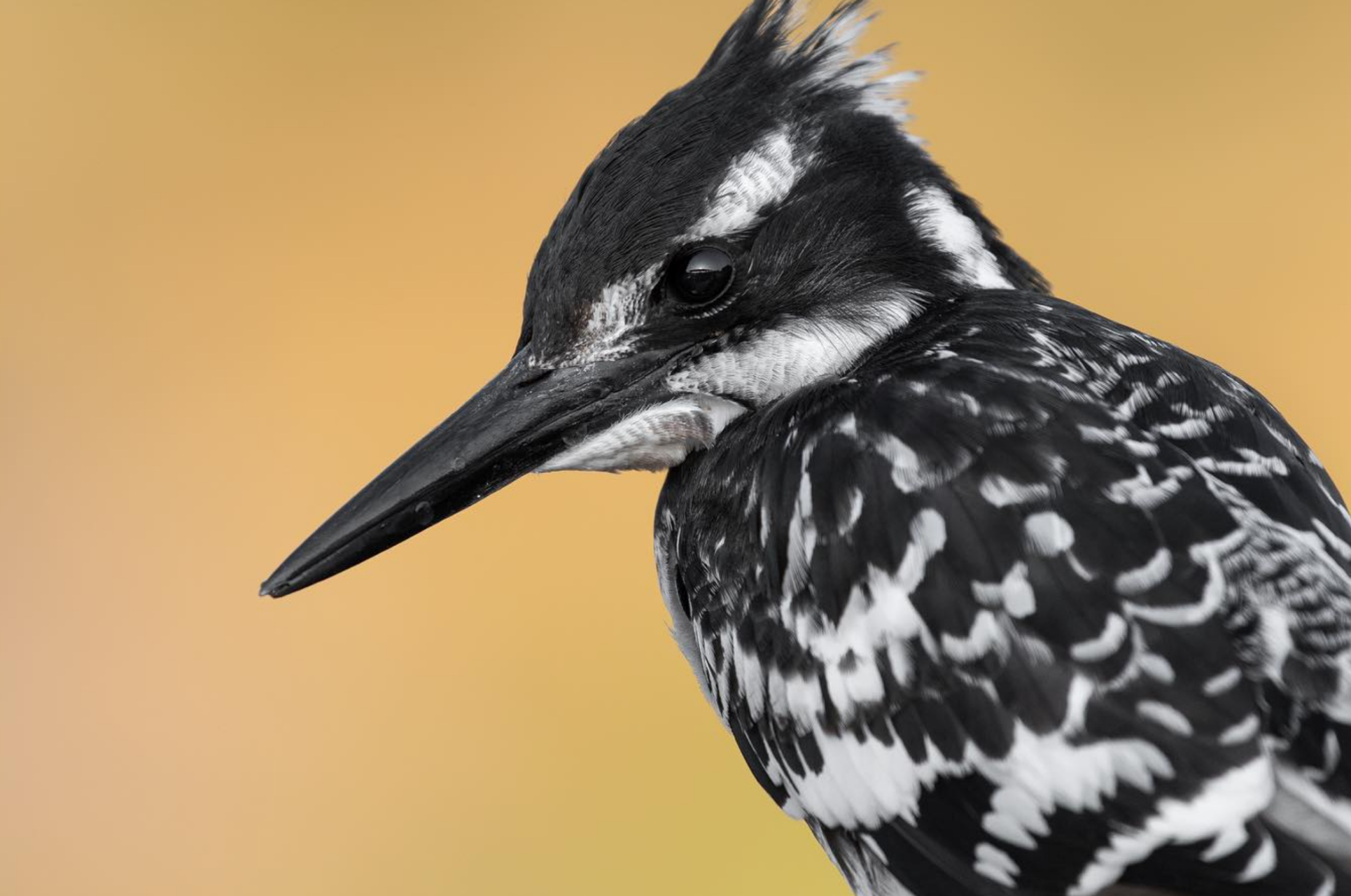 这只鸟有着惊人的黑白色羽毛,真是令人一目了然. 你知道吗?