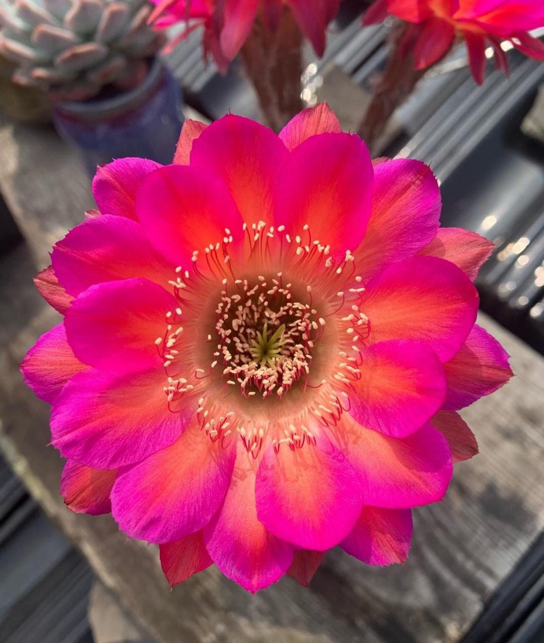 夏天是仙人球的季节,这个品种名叫"宝莲灯",是席克氏培育的经典彩色草