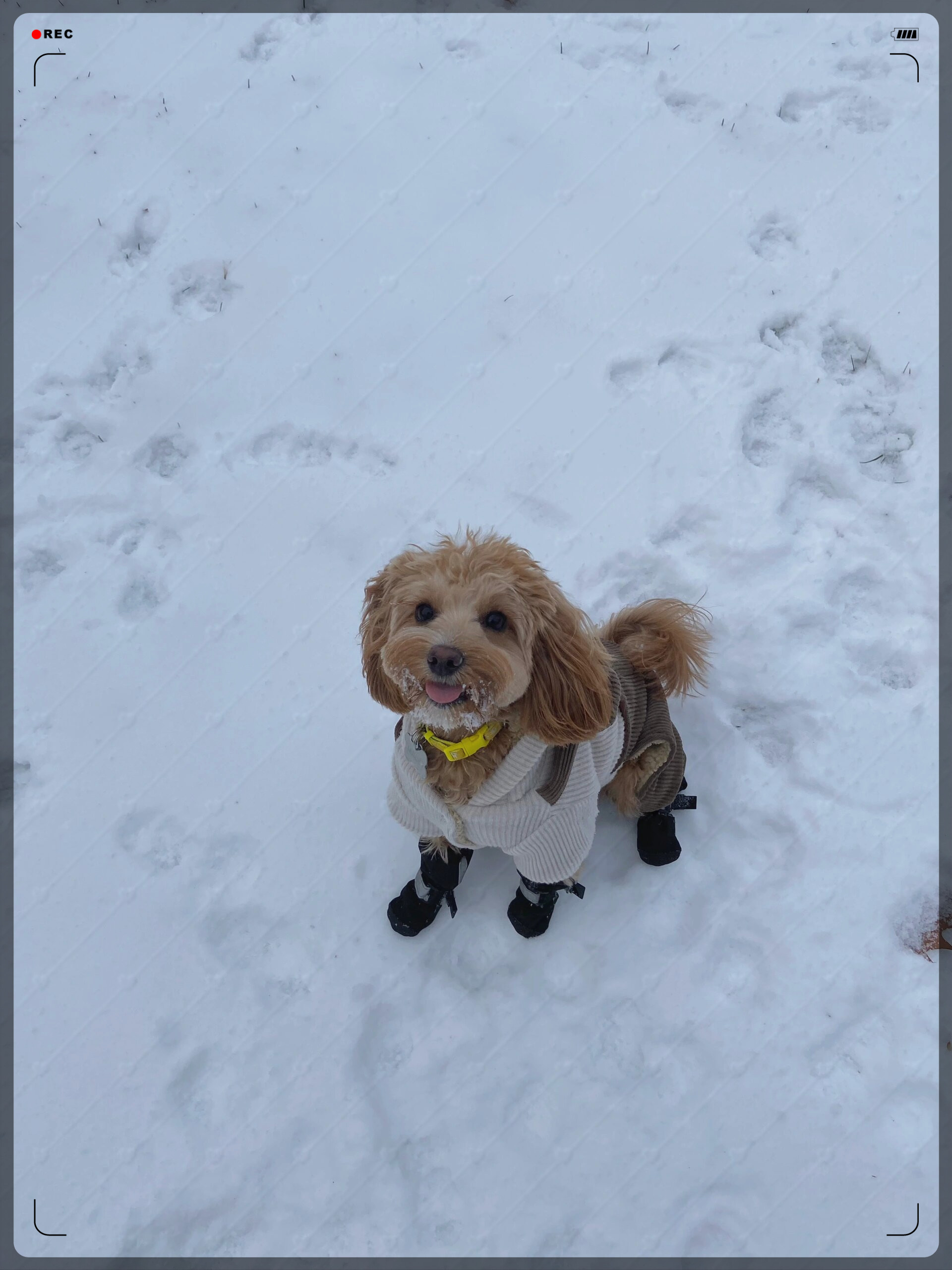 他在雪地里