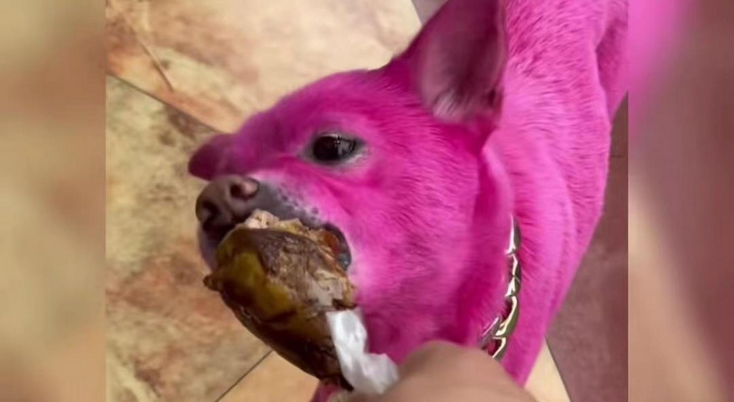 吃过火龙果,见过"火龙狗"吗?