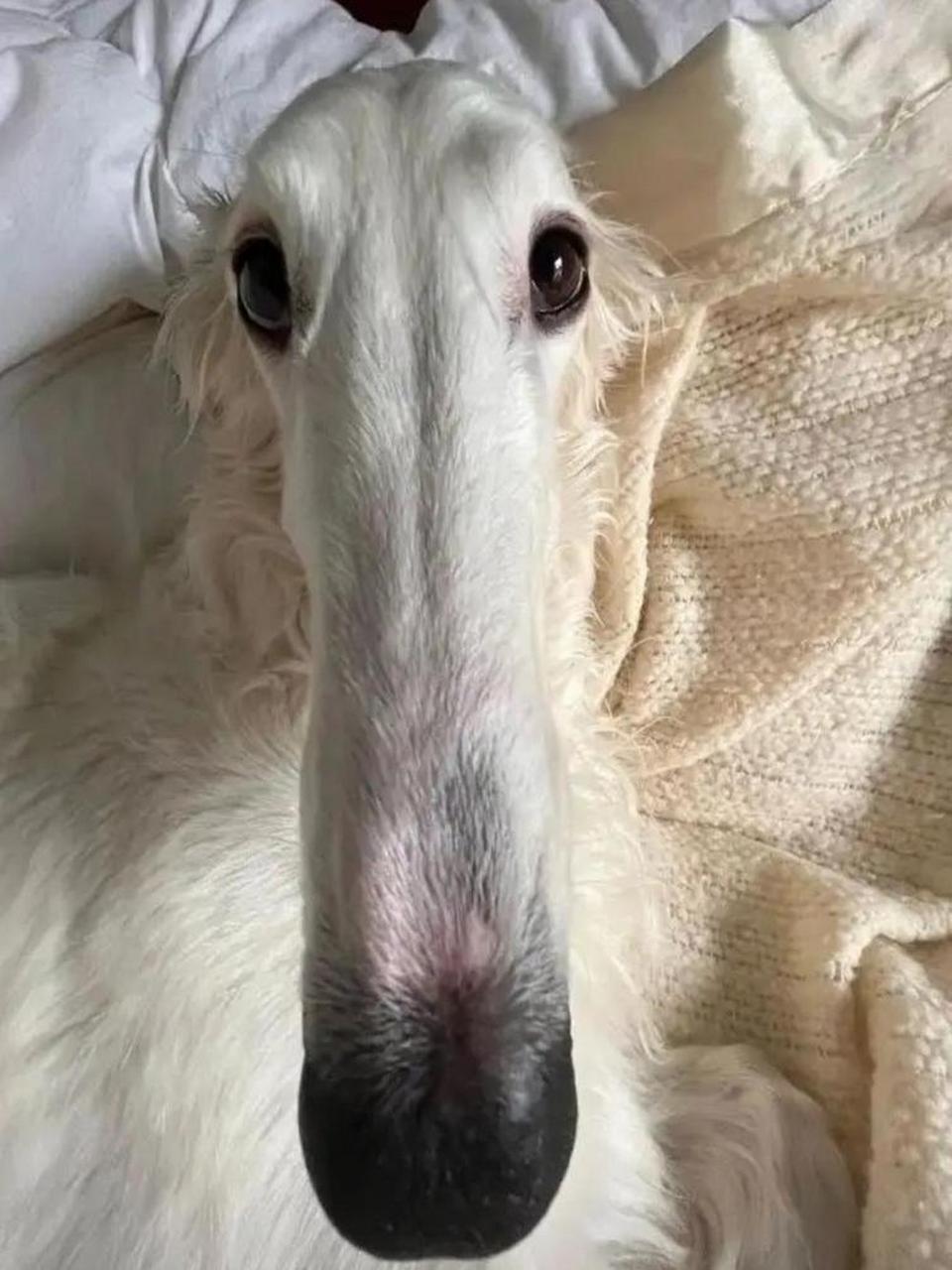 这是什么品种的狗狗,鼻子真有这么长?