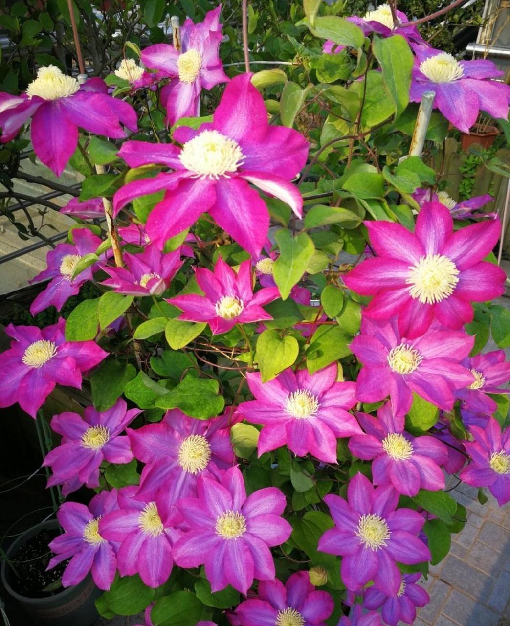 这种铁线莲"粉香槟",能帮助到你——花量超级多,密密麻麻的布满整枝