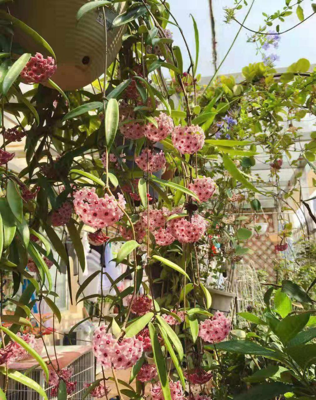 球兰欣赏——迷你贝尔,这是垂吊植物界的天花板了吧?