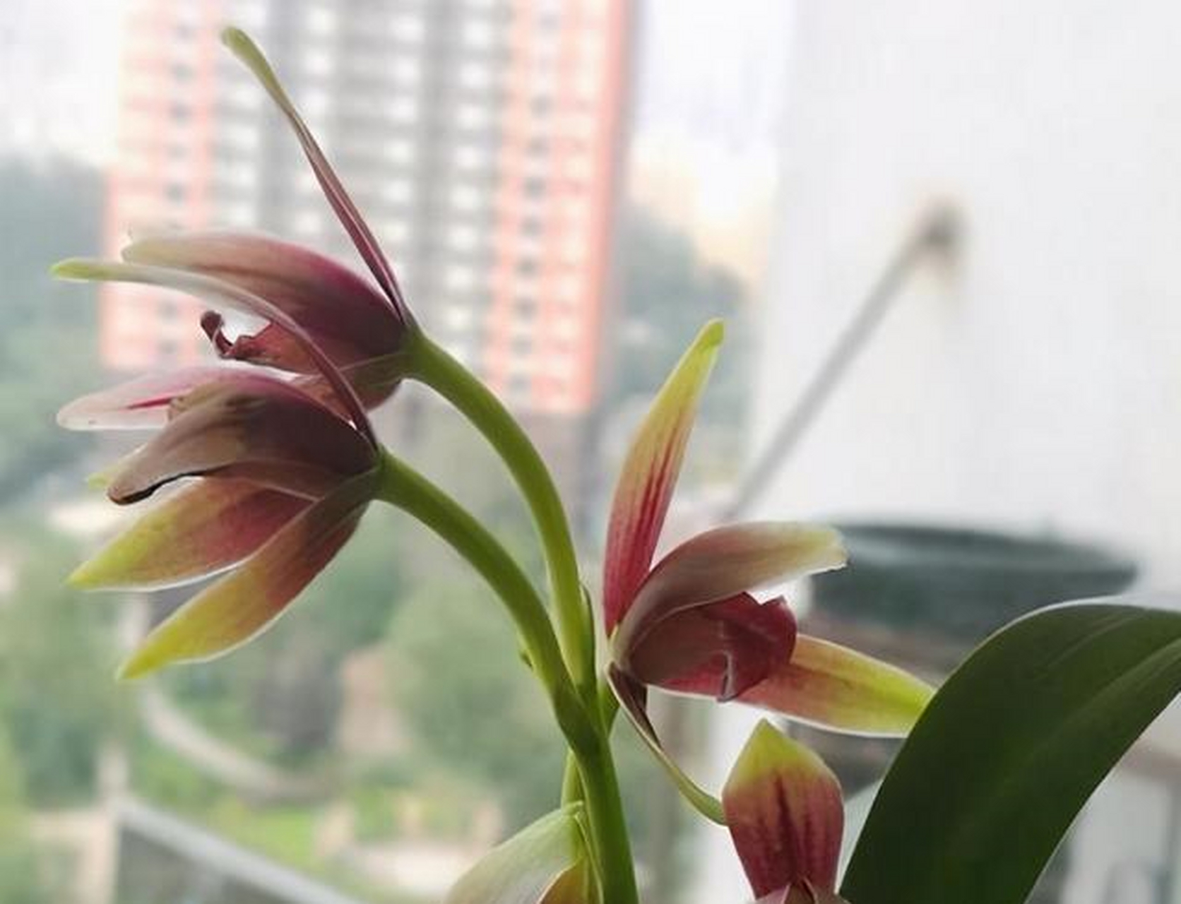 本身国魂的叶子是一种青翠的苍绿色,而且由于叶片上具有一些蜡质,在