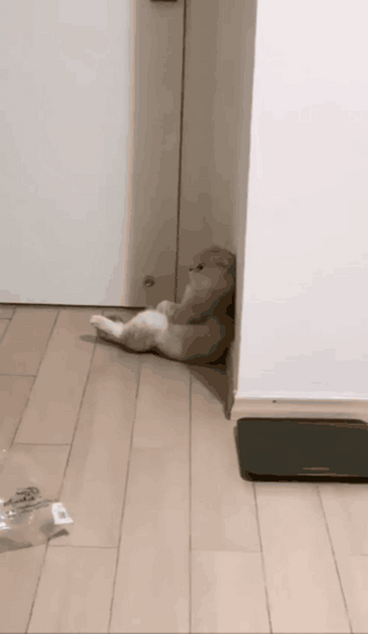 小猫气性挺大,在刷剧,没有理它,气的坐在地上,不时偷瞄一下 ## 小猫