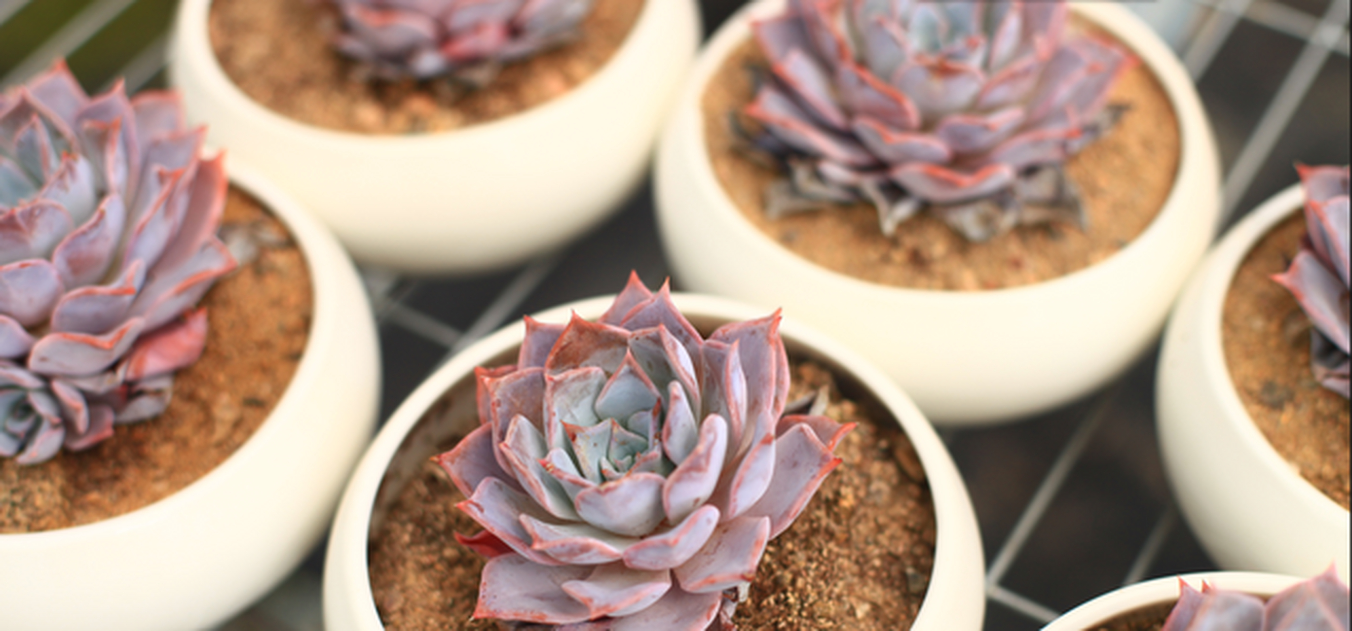 钢叶莲,景天科拟石莲属多肉植物,属于中大型多肉,养好的话也比较容易