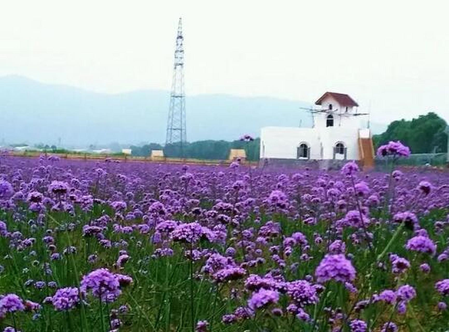 唐昌镇花田景区图片