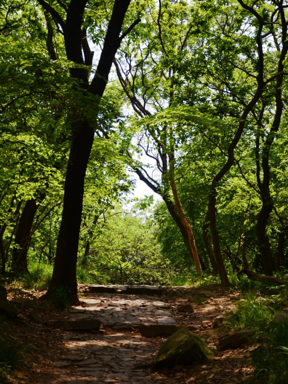 無錫軍嶂古道徒步路線 這條古道全程在林間穿行,雖然有些廢腿,但難度