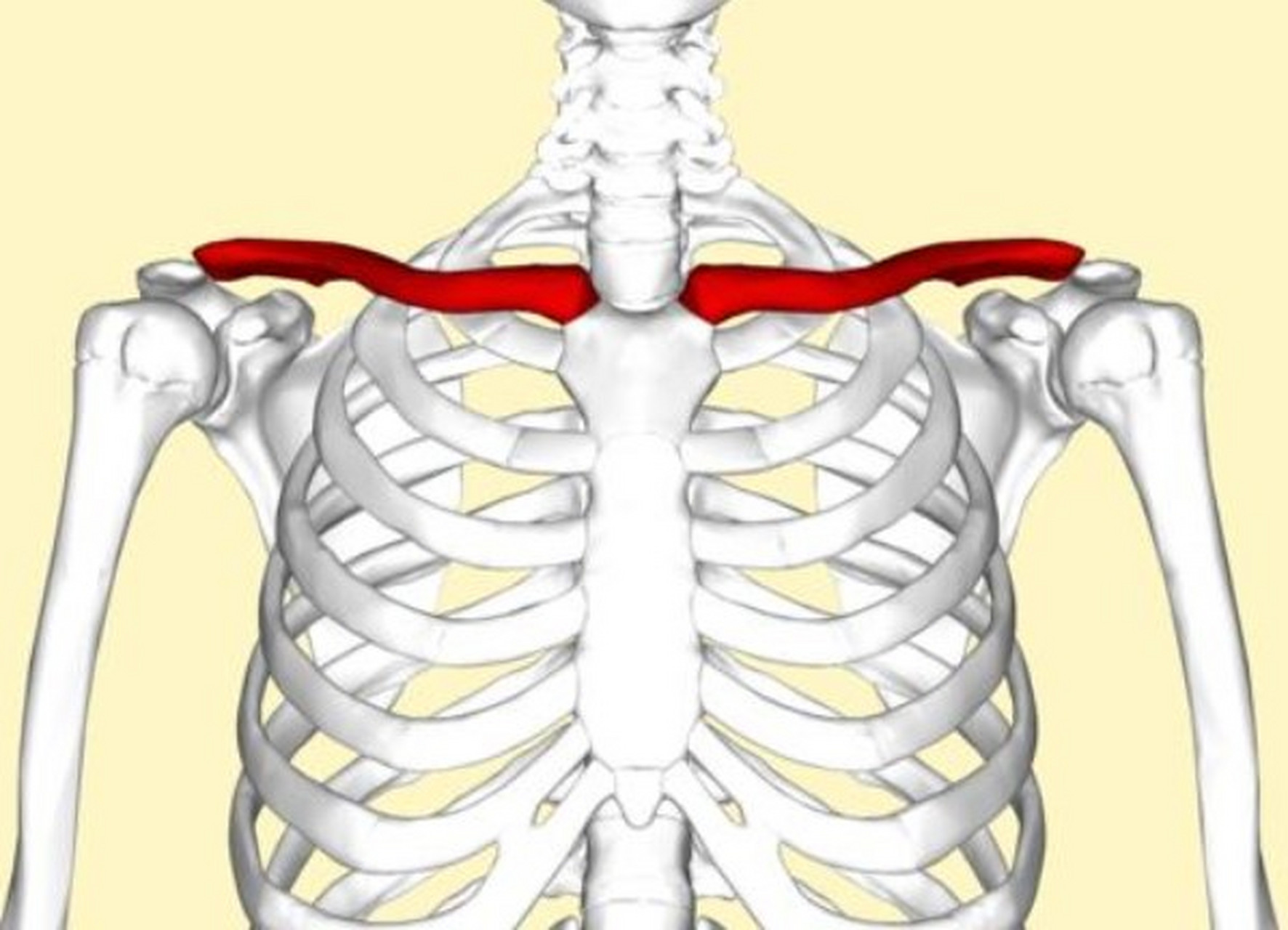 锁骨解剖位置图片