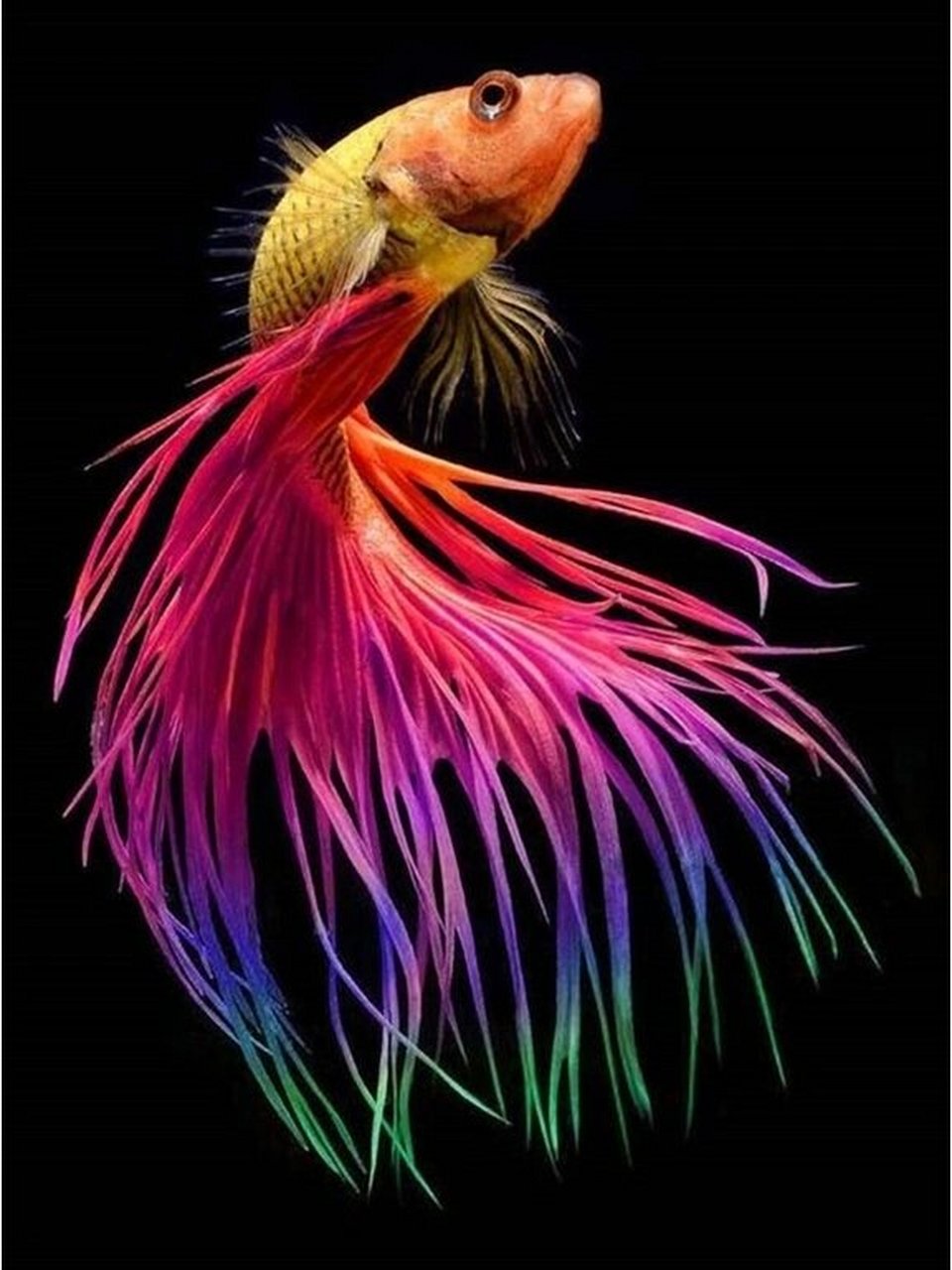 美得像p的,斗鱼  斗鱼,这个美丽的名字,让人联想到一种神秘而迷人的