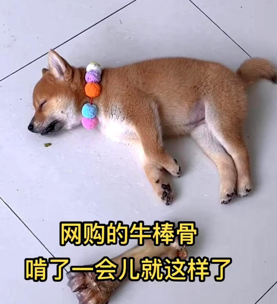 这样的骨头让狗在它的一生中都值得享用.