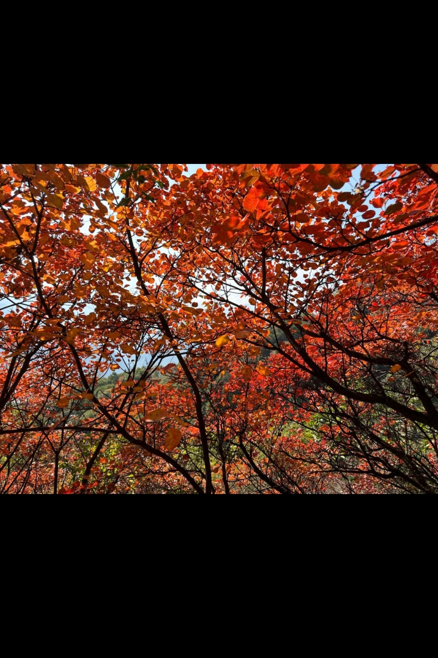 末班车上的枫叶之旅  圭峰山位于西安市鄠邑区,距离西安市区约30公里