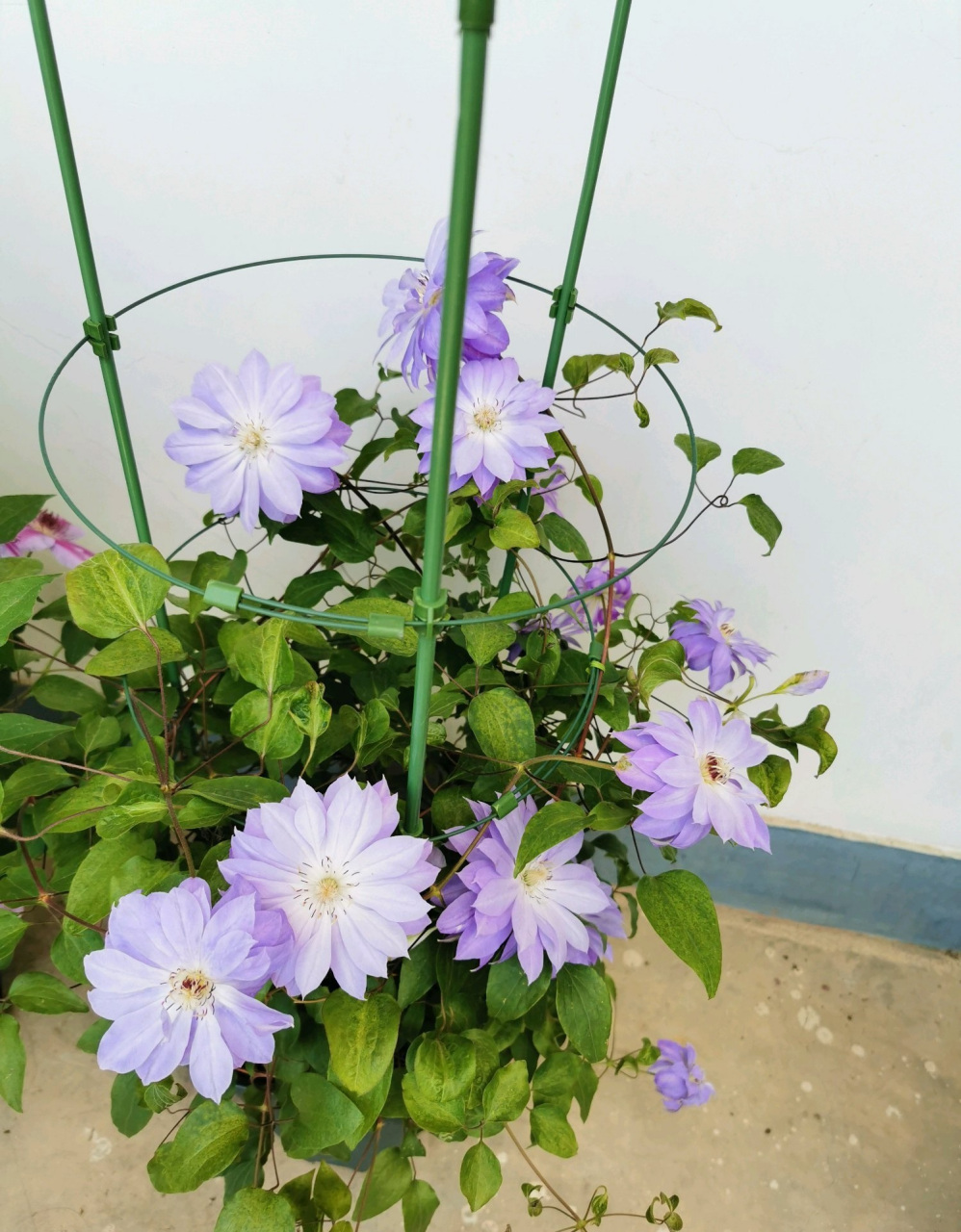 长得像牡丹花的铁线莲——天盐,花型重瓣,厚实饱满的大花朵,还是蓝