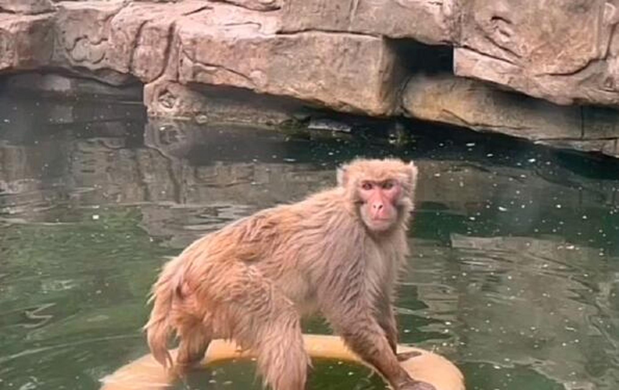 南京红山动物园的网红暴猴遭霸凌长期水上漂,这只猴可以真是名副其实