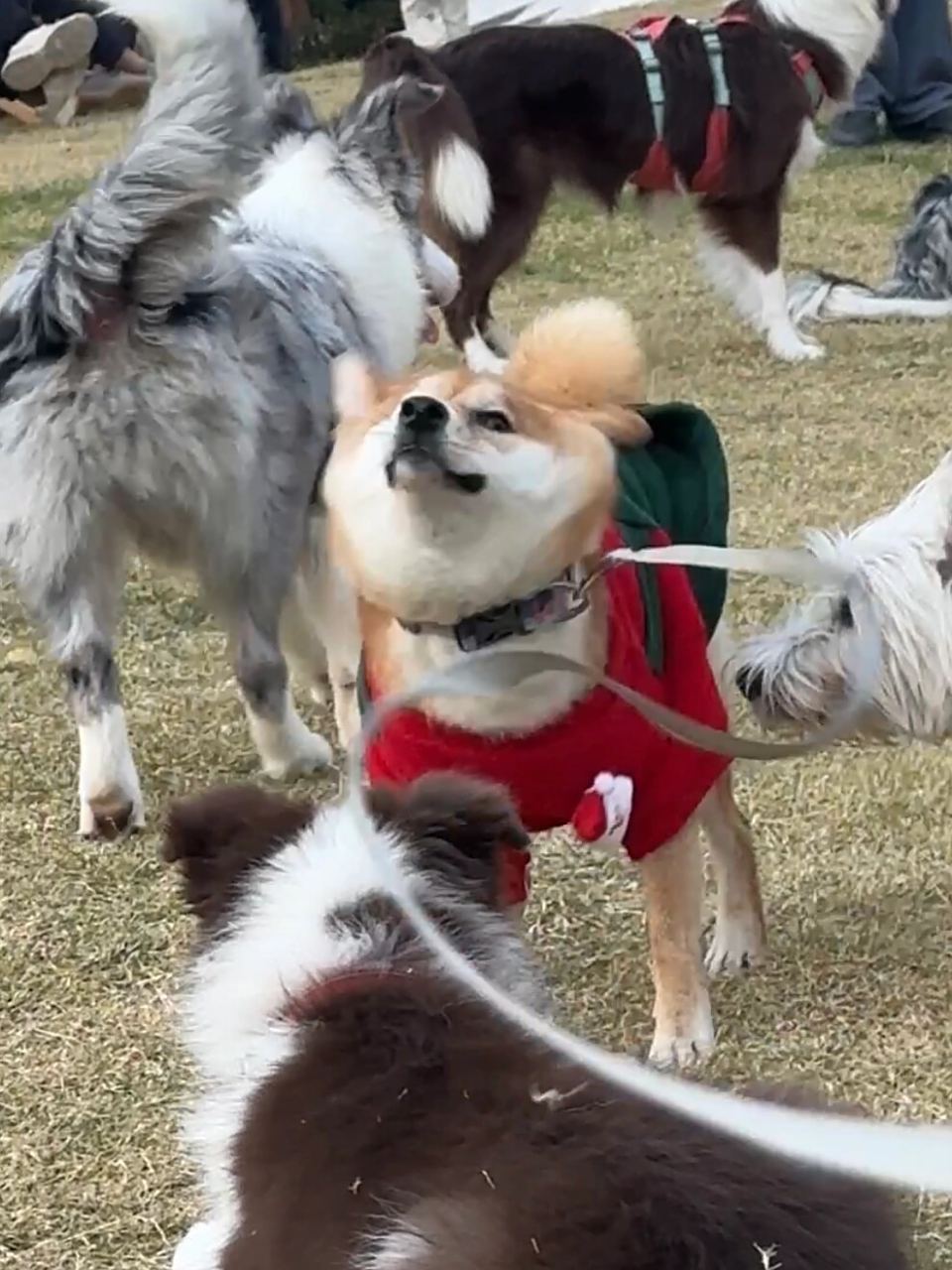 你没见过的小狗表情包  在草坪上互相追逐的小狗,它们的每一个动作和