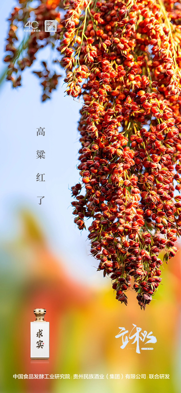 高粱红了 #立秋# #今日立秋# #红缨子高粱