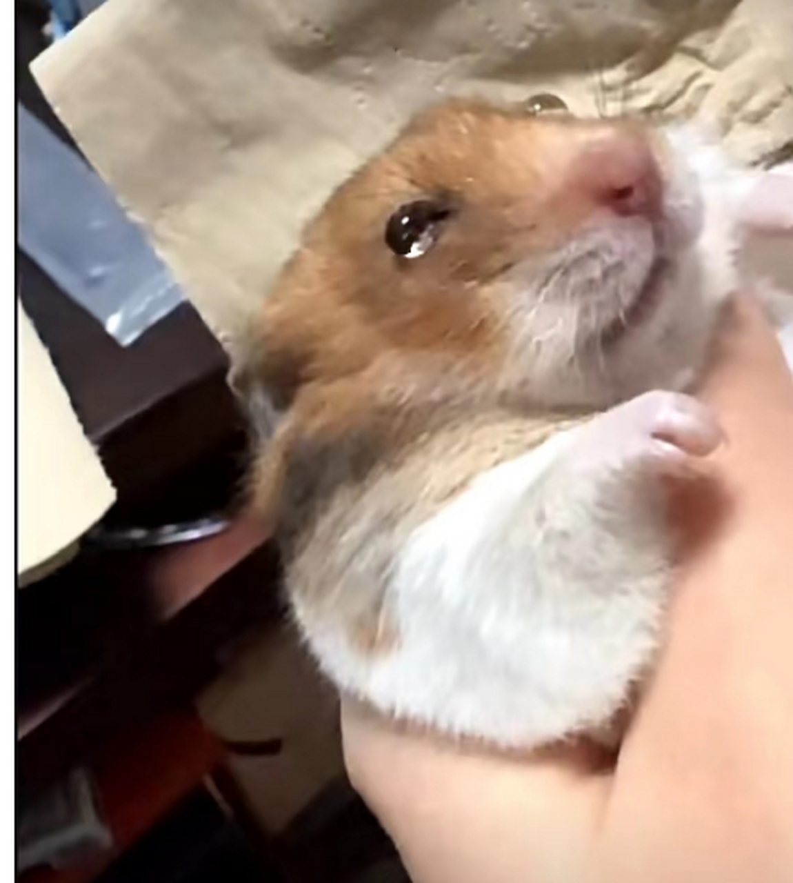 第一次见仓鼠掉眼泪,哭的好伤心.