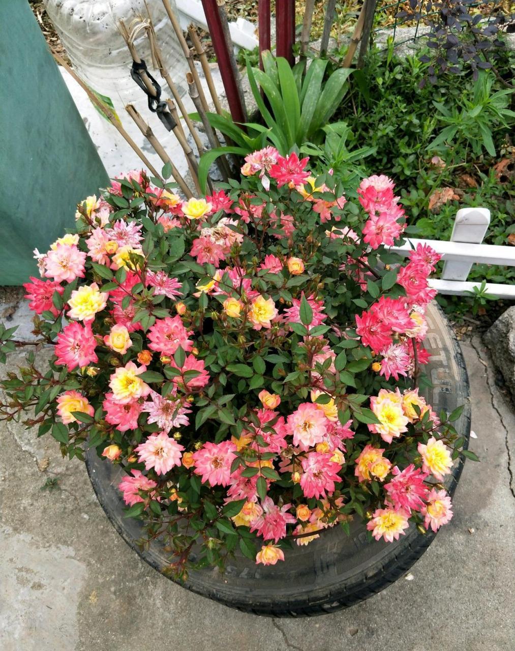 微型月季花"小五彩",一种会同时开几种颜色花朵的植物,五颜六色,绚丽