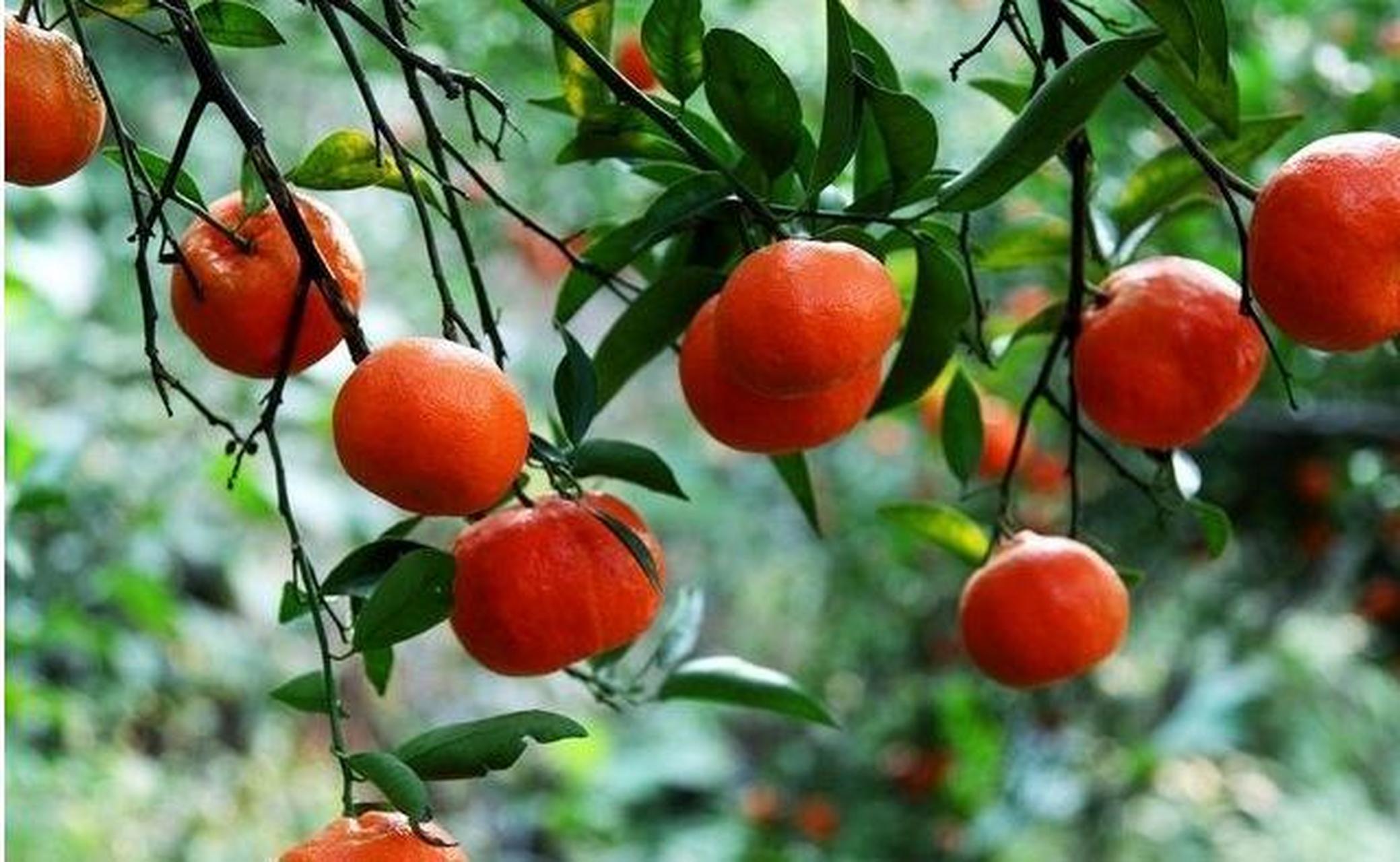 三湖红桔,江西省吉安市新干县特产,因原产,主产于该县三湖镇而得名.