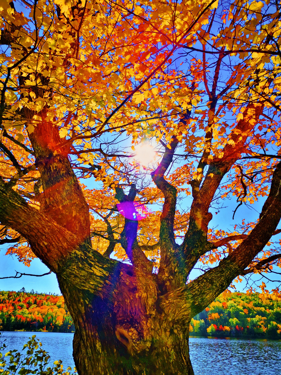 加拿大枫叶之旅 秋天的加拿大,漫山遍野的肆意的盛放的枫叶,一路追着