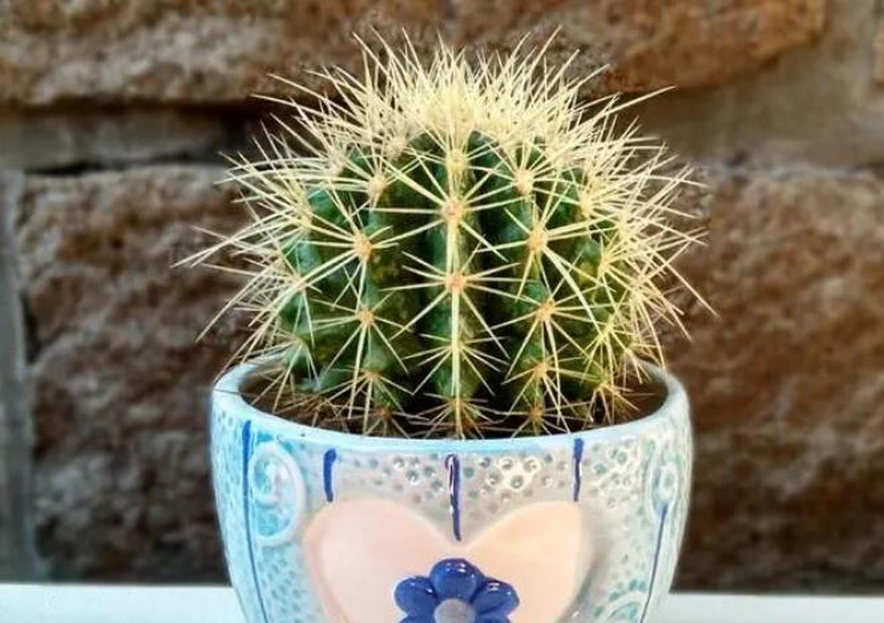 金琥是比较好养的一种仙人球,也叫作金虎仙人球,它是十足的懒人植物