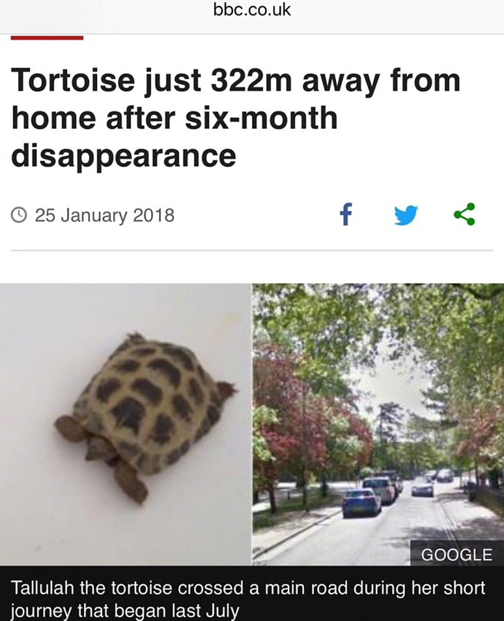 牛津一头宠物乌龟tallulah,6个月前突然从家里消失了,主人很难过,发了
