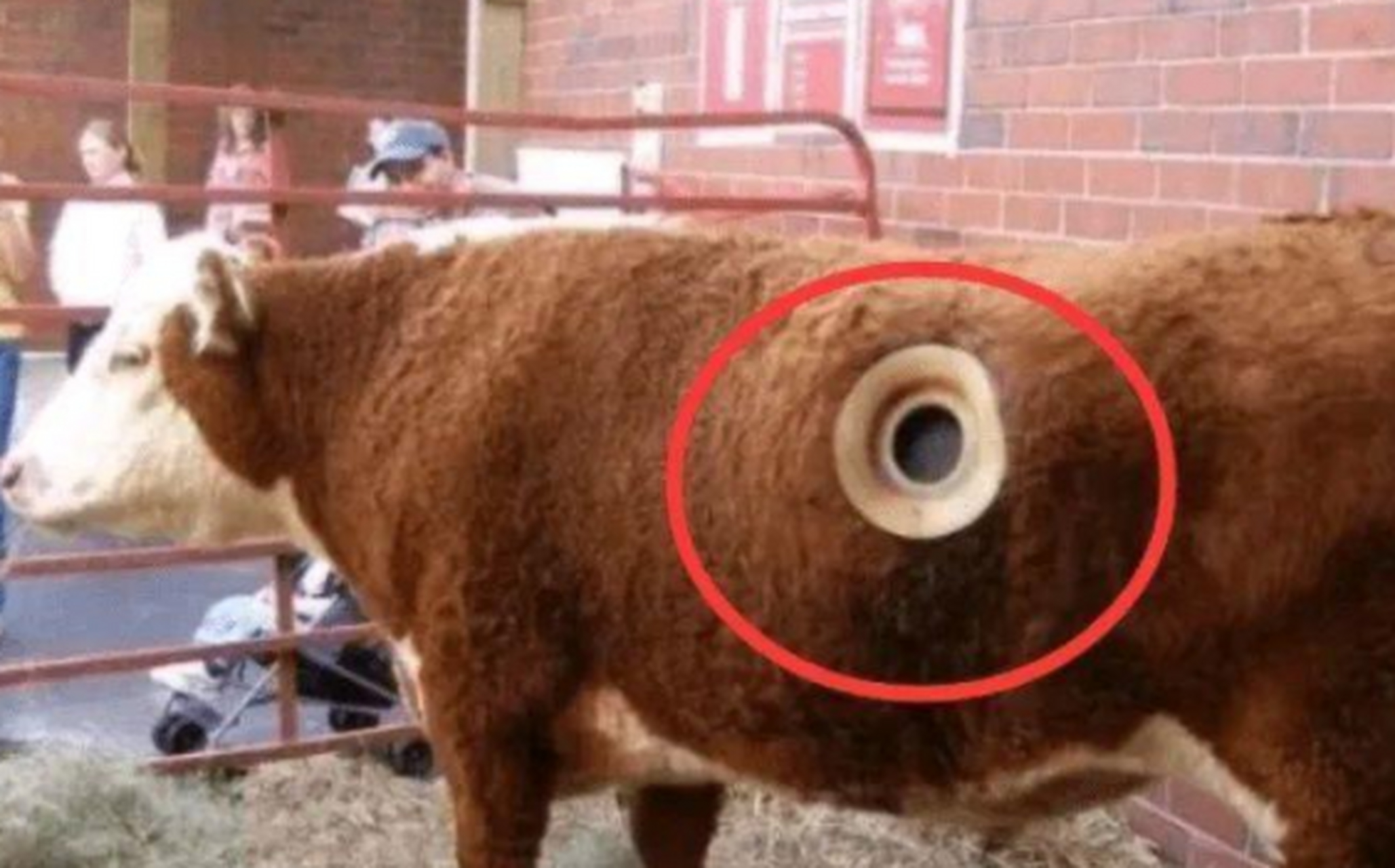 外国人养牛为什么要在牛身上掏一个洞?这对牛没影响吗?