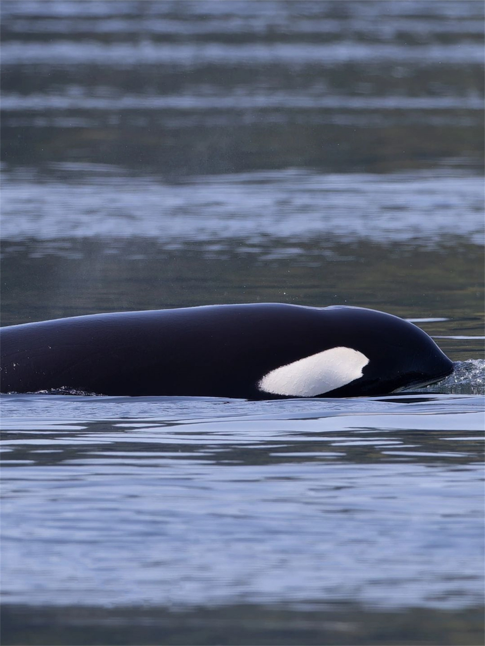 这三张图都是西海岸过客型虎鲸t124a1 bonapartes,也就是我今天要说