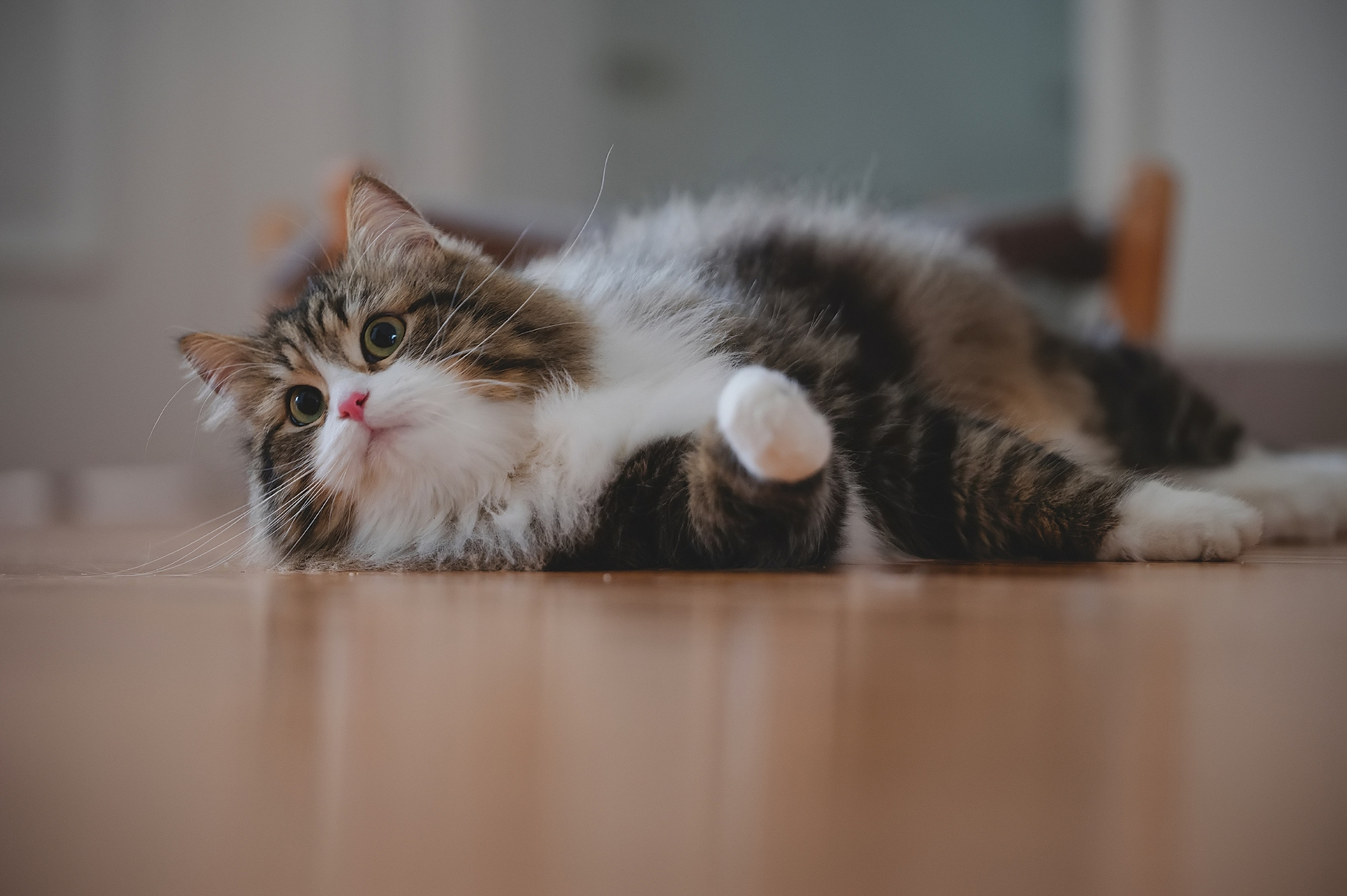 西伯利亚森林猫|陈豆奶碰瓷 我摔倒啦!