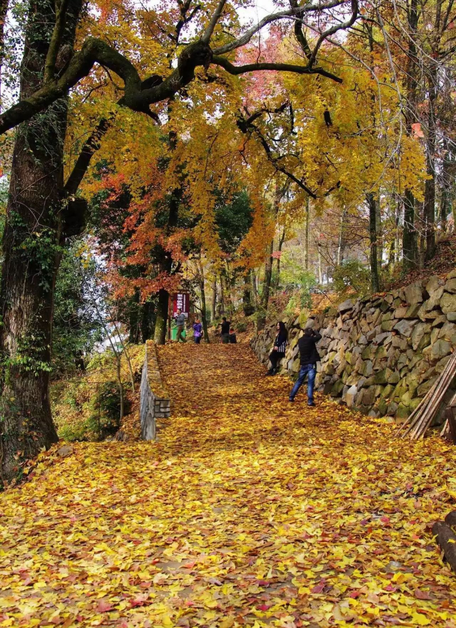 旅拍地推荐—浙江指南村银杏 浙江省指南村是一个有2000多年历史的古